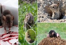 How to Keep Your Woodland Hills Home Rodent-Free All Year Long